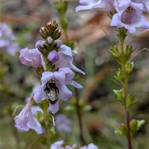 Lasioglossum sp. at Tharwa, ACT - 13 Nov 2024 10:44 AM