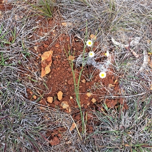 Leucochrysum albicans at Watson, ACT - 13 Nov 2024