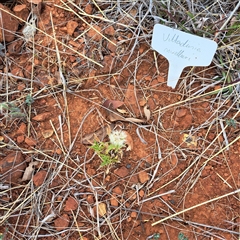 Vittadinia muelleri (Narrow-leafed New Holland Daisy) at Watson, ACT - 13 Nov 2024 by abread111