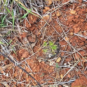 Vittadinia muelleri at Watson, ACT - 13 Nov 2024