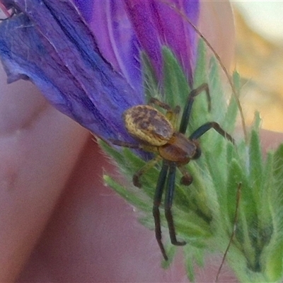 Australomisidia ergandros at Bungendore, NSW - 10 Nov 2024 by clarehoneydove