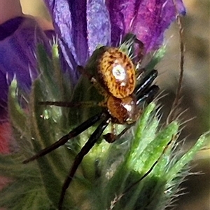 Australomisidia ergandros at suppressed - 10 Nov 2024