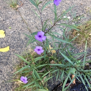 Ruellia simplex (Mexican petunia, Britton's wild petunia) at Mooroobool, QLD by JasonPStewartNMsnc2016