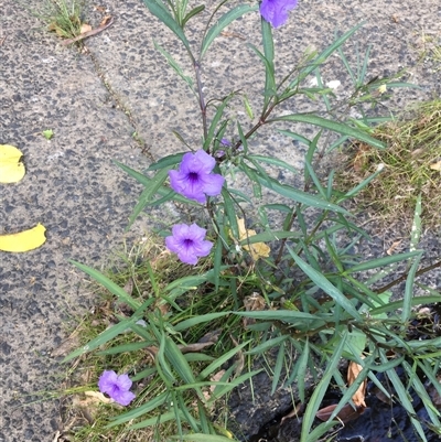 Ruellia simplex (Mexican petunia, Britton's wild petunia) at Mooroobool, QLD - 11 Nov 2024 by JasonPStewartNMsnc2016