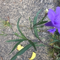 Ruellia simplex at Mooroobool, QLD - 11 Nov 2024