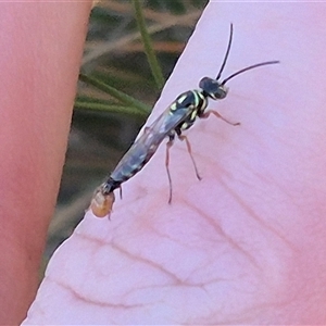 Aeolothynnus sp. (genus) at Bungendore, NSW - suppressed