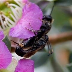 Euryglossa ephippiata at Florey, ACT - 6 Nov 2024