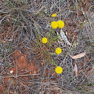 Rutidosis leptorhynchoides at Watson, ACT - 13 Nov 2024