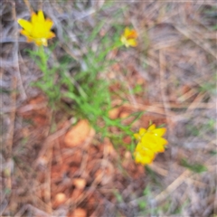 Xerochrysum viscosum (Sticky Everlasting) at Watson, ACT - 13 Nov 2024 by abread111