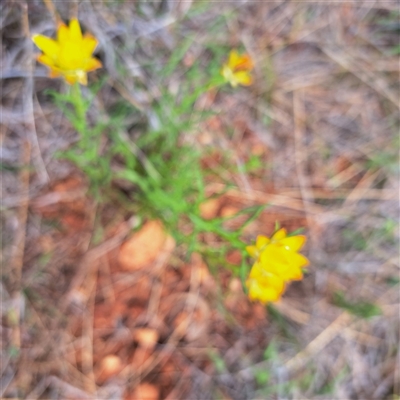 Xerochrysum viscosum (Sticky Everlasting) at Watson, ACT - 13 Nov 2024 by abread111