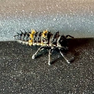 Harmonia conformis at Aranda, ACT - 12 Nov 2024