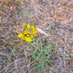 Hypericum perforatum (St John's Wort) at Watson, ACT - 13 Nov 2024 by abread111