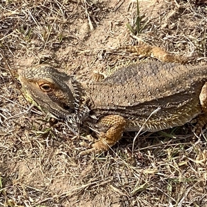 Pogona barbata at Hawker, ACT - suppressed