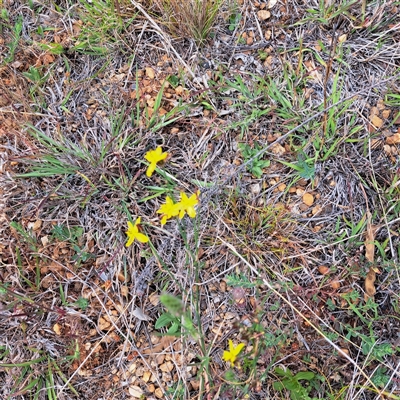 Tricoryne elatior (Yellow Rush Lily) at Watson, ACT - 13 Nov 2024 by abread111