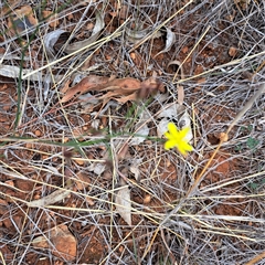 Tricoryne elatior at Watson, ACT - 13 Nov 2024