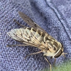 Unidentified March or Horse fly (Tabanidae) at Bungendore, NSW - 9 Nov 2024 by clarehoneydove