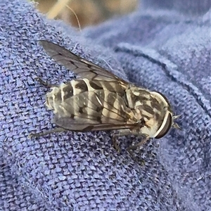 Tabanidae (family) at Bungendore, NSW - suppressed