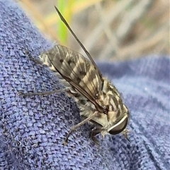 Tabanidae (family) at Bungendore, NSW - suppressed