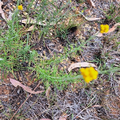 Chrysocephalum semipapposum (Clustered Everlasting) at Watson, ACT - 13 Nov 2024 by abread111