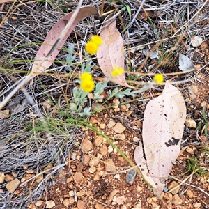 Chrysocephalum apiculatum at Watson, ACT - 13 Nov 2024 01:58 PM