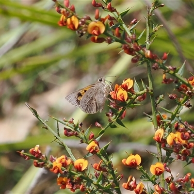 Trapezites phigalia (Heath Ochre) at Booth, ACT - 11 Nov 2024 by RAllen