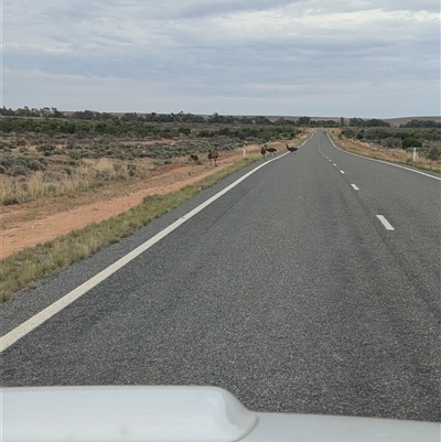 Dromaius novaehollandiae (Emu) at Fowlers Gap, NSW - 11 Nov 2024 by Darcy