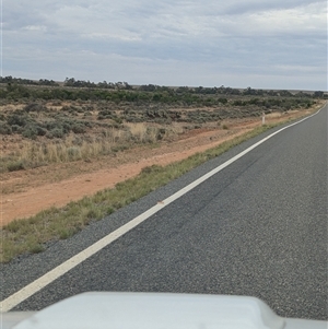 Dromaius novaehollandiae at Fowlers Gap, NSW - 11 Nov 2024 11:35 AM