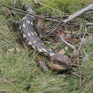 Tiliqua nigrolutea (Blotched Blue-tongue) at Booth, ACT by RAllen