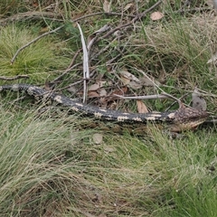 Tiliqua nigrolutea at Booth, ACT - 11 Nov 2024 01:53 PM