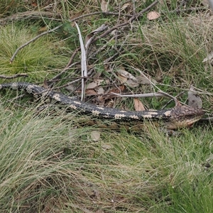 Tiliqua nigrolutea at Booth, ACT - 11 Nov 2024 01:53 PM