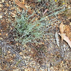 Calocephalus citreus at Watson, ACT - 13 Nov 2024 01:57 PM