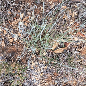 Calocephalus citreus at Watson, ACT - 13 Nov 2024 01:57 PM