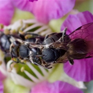 Euryglossa ephippiata at Florey, ACT - suppressed