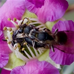 Euryglossa ephippiata at Florey, ACT - suppressed