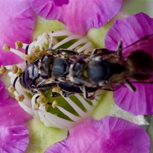 Euryglossa ephippiata at Florey, ACT - suppressed