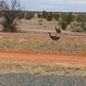 Dromaius novaehollandiae at Packsaddle, NSW - 11 Nov 2024