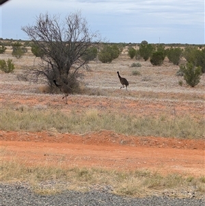 Dromaius novaehollandiae at Packsaddle, NSW - 11 Nov 2024