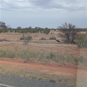 Dromaius novaehollandiae at Packsaddle, NSW - 11 Nov 2024 01:44 PM