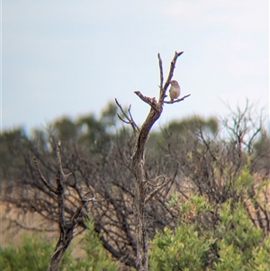 Taeniopygia guttata at Milparinka, NSW - 11 Nov 2024