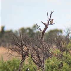 Taeniopygia guttata at Milparinka, NSW - 11 Nov 2024