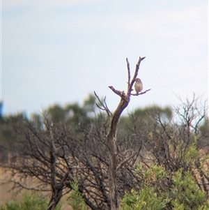 Taeniopygia guttata at Milparinka, NSW - 11 Nov 2024