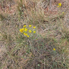 Hypericum perforatum (St John's Wort) at Watson, ACT - 13 Nov 2024 by abread111