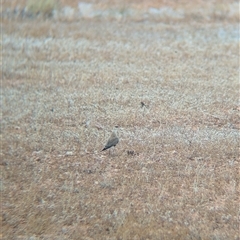 Stiltia isabella (Australian Pratincole) at Milparinka, NSW - 11 Nov 2024 by Darcy