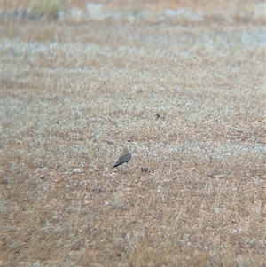 Stiltia isabella at Milparinka, NSW - 11 Nov 2024