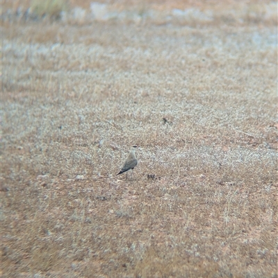 Stiltia isabella (Australian Pratincole) at Milparinka, NSW - 11 Nov 2024 by Darcy