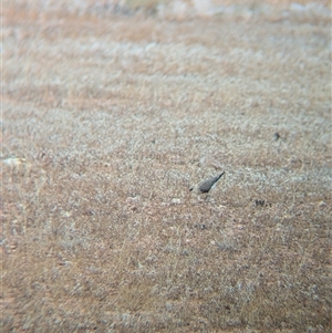 Stiltia isabella at Milparinka, NSW - 11 Nov 2024 02:36 PM