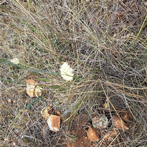 Rytidosperma sp. at Watson, ACT - 13 Nov 2024