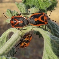 Agonoscelis rutila (Horehound bug) at Symonston, ACT - 11 Nov 2024 by RobParnell