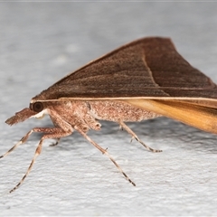 Epidesmia chilonaria at Melba, ACT - 12 Nov 2024