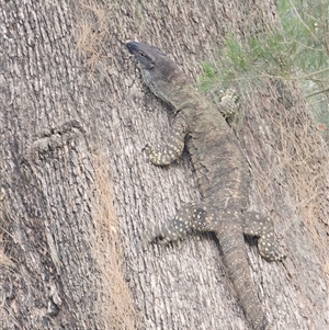 Varanus varius at Burrinjuck, NSW - suppressed